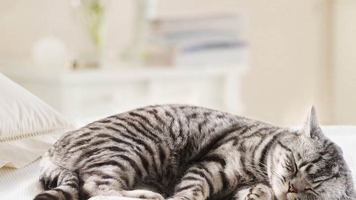 Zebra Like Cat Sleeping On A Bed